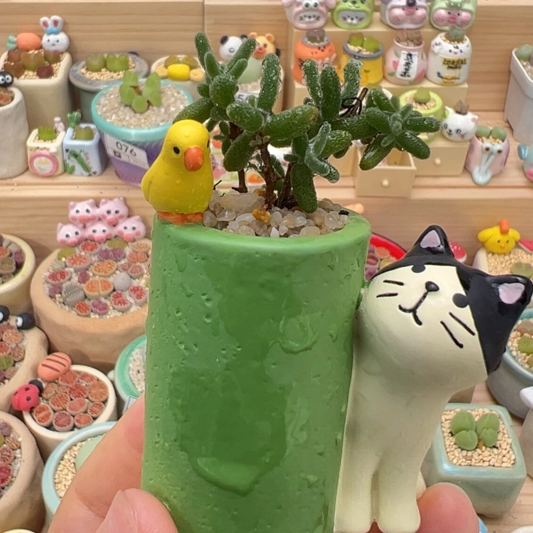 多肉植物84号枝干