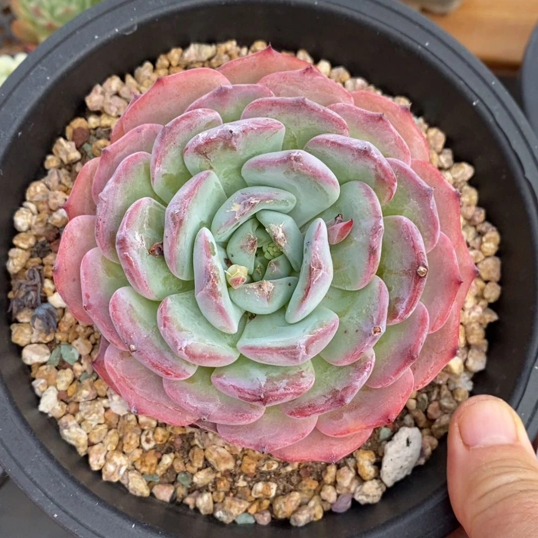 精品多肉一物一拍不包整191