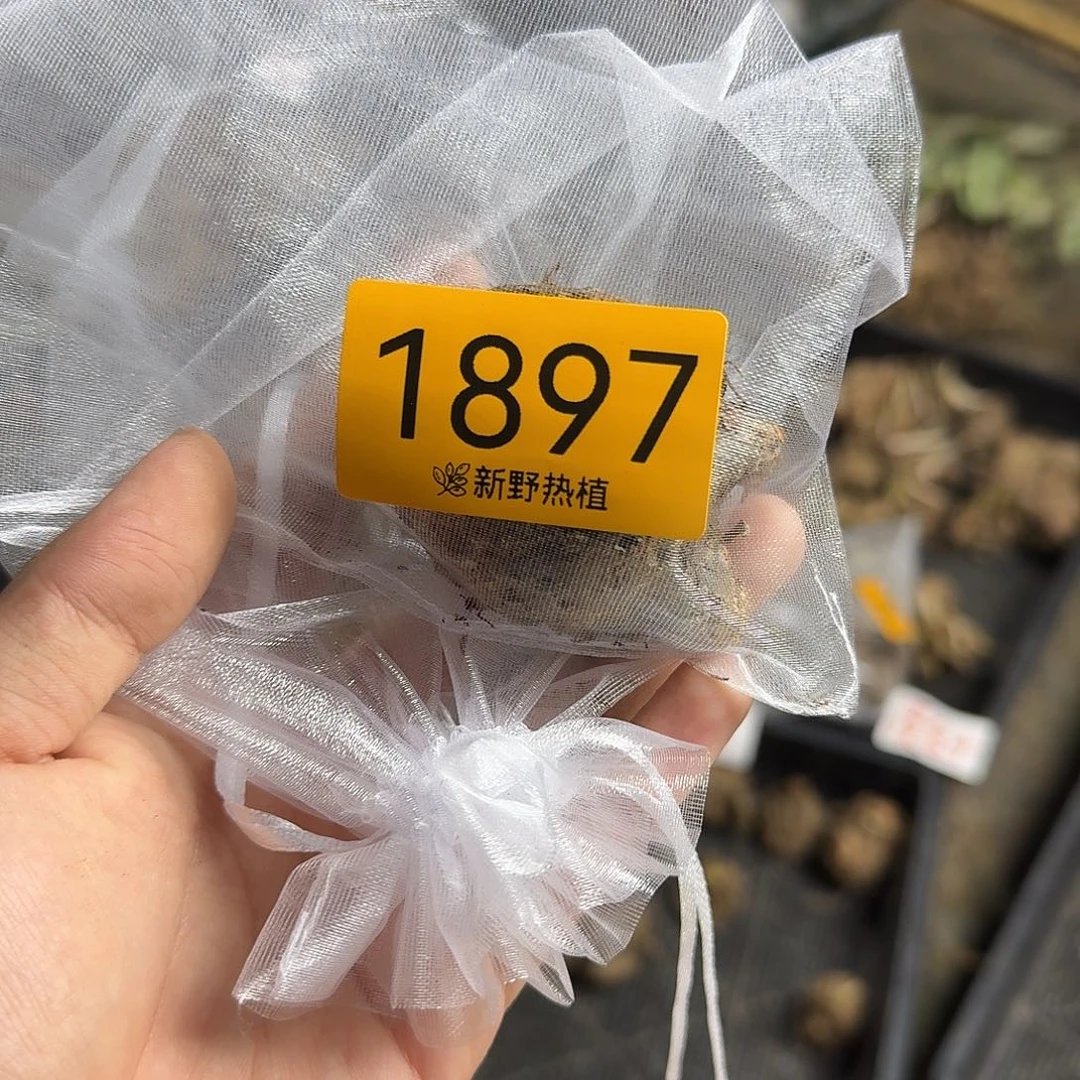 完全开放1897丹霞雀斑裸球不售后