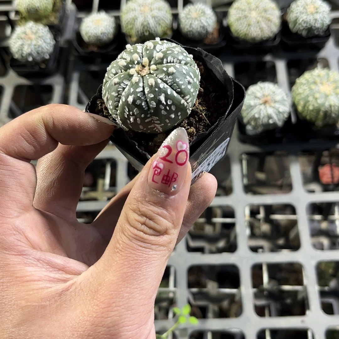 26574一物一拍单头发货