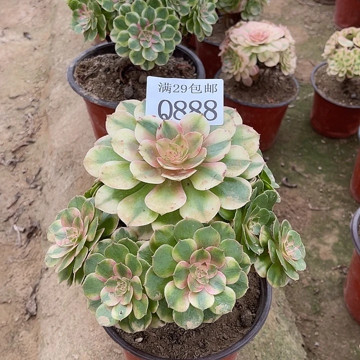 888荔枝多肉植物