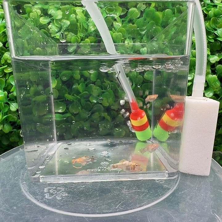 孔雀鱼金虎玛骊球苗4条不分公母