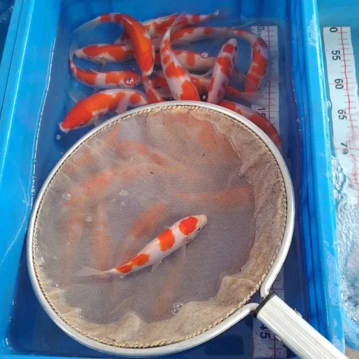 海水顺丰包邮开箱包活1