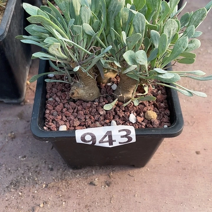 943大黑鬼殿厚墩菊