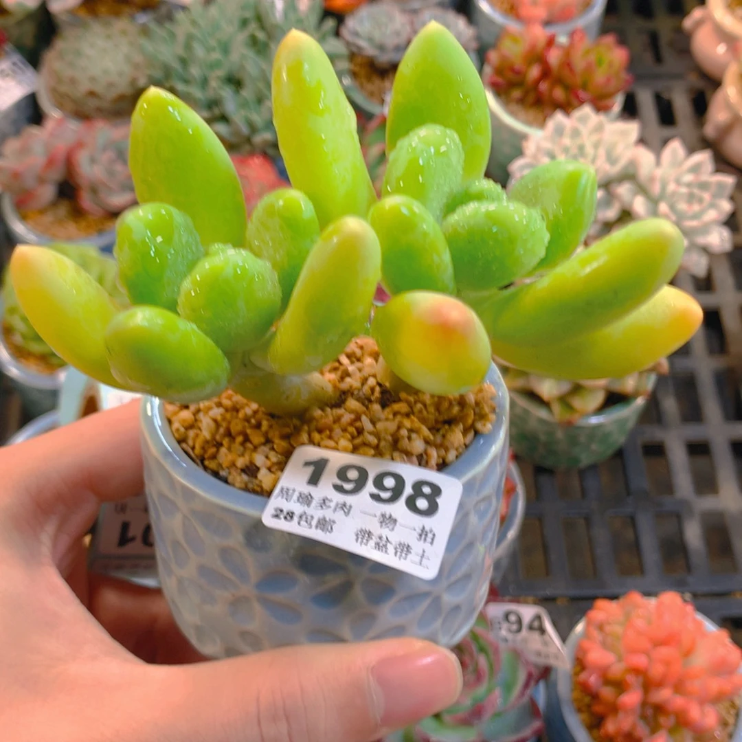 5厘米盆精控多肉1998