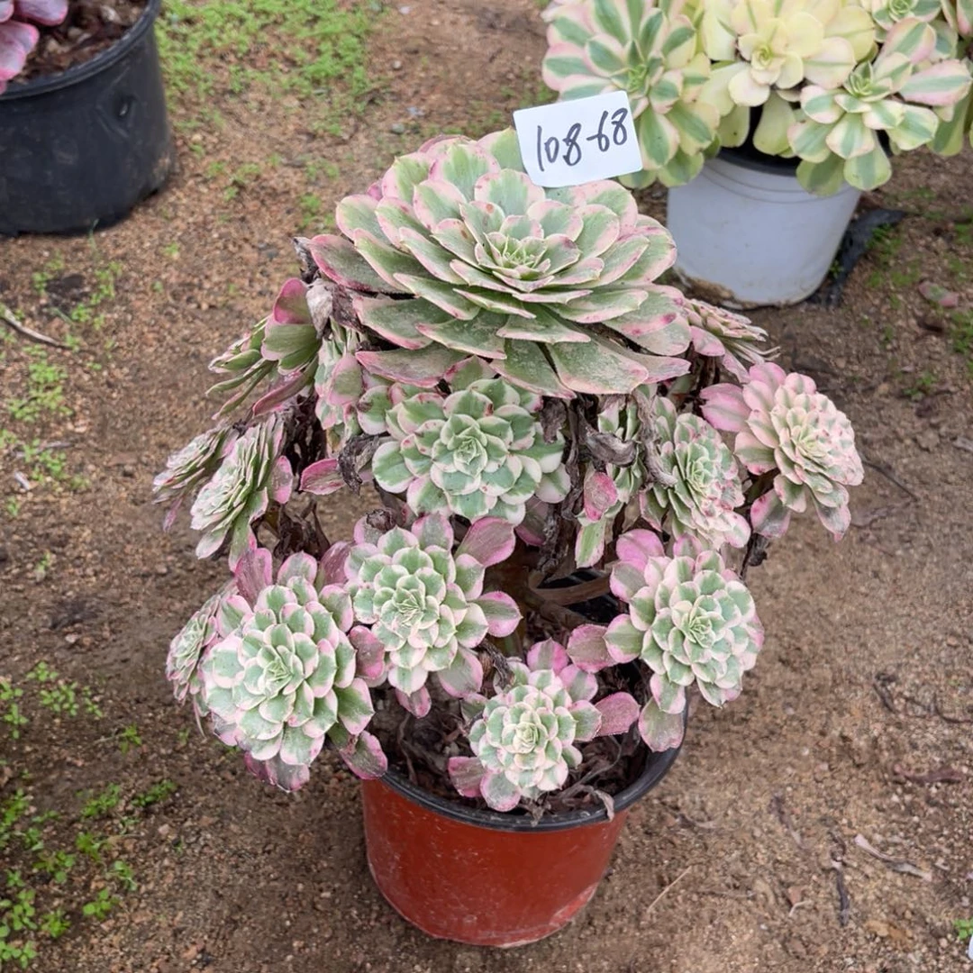 10-8-68霁月法师锦多肉