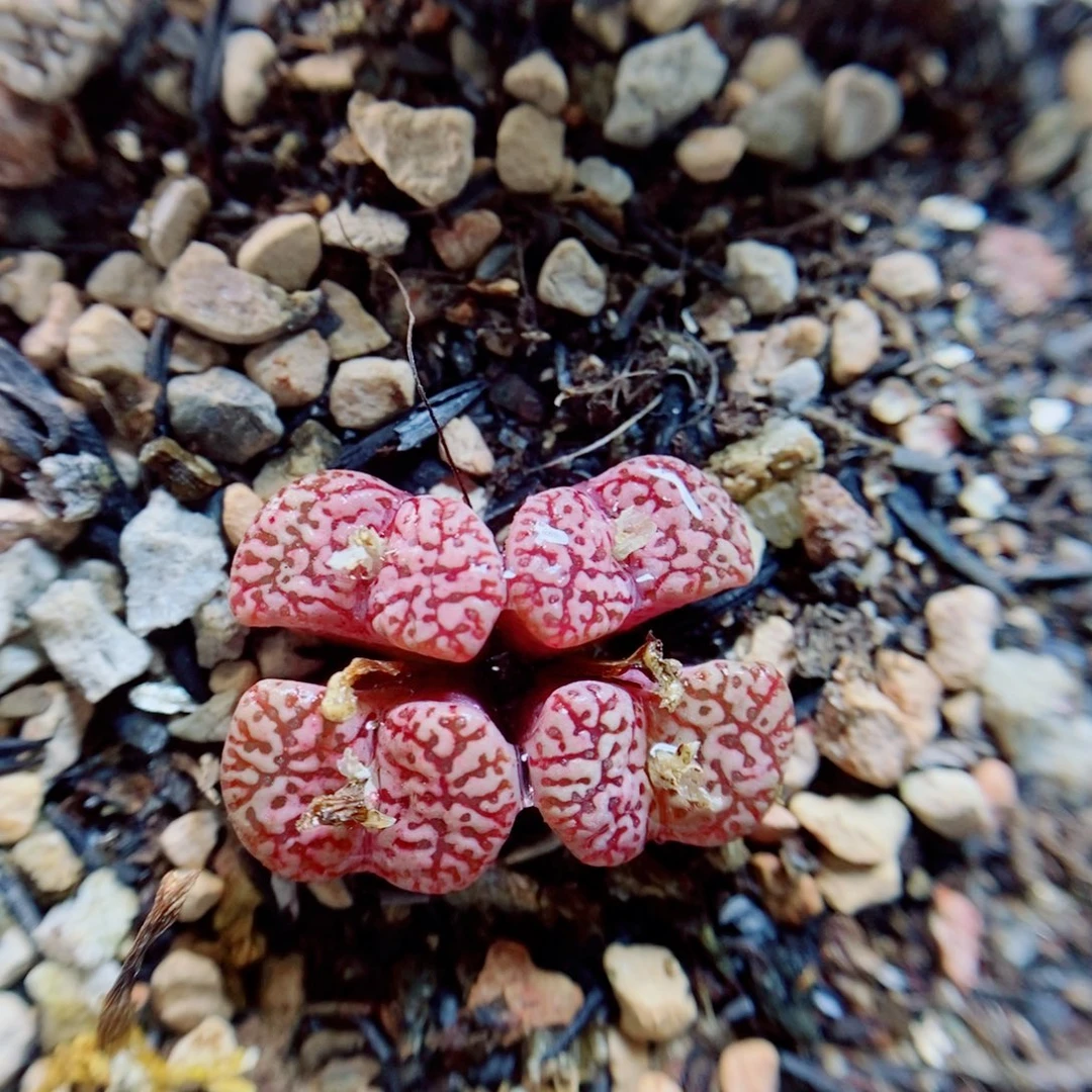 生石花花花花花花367