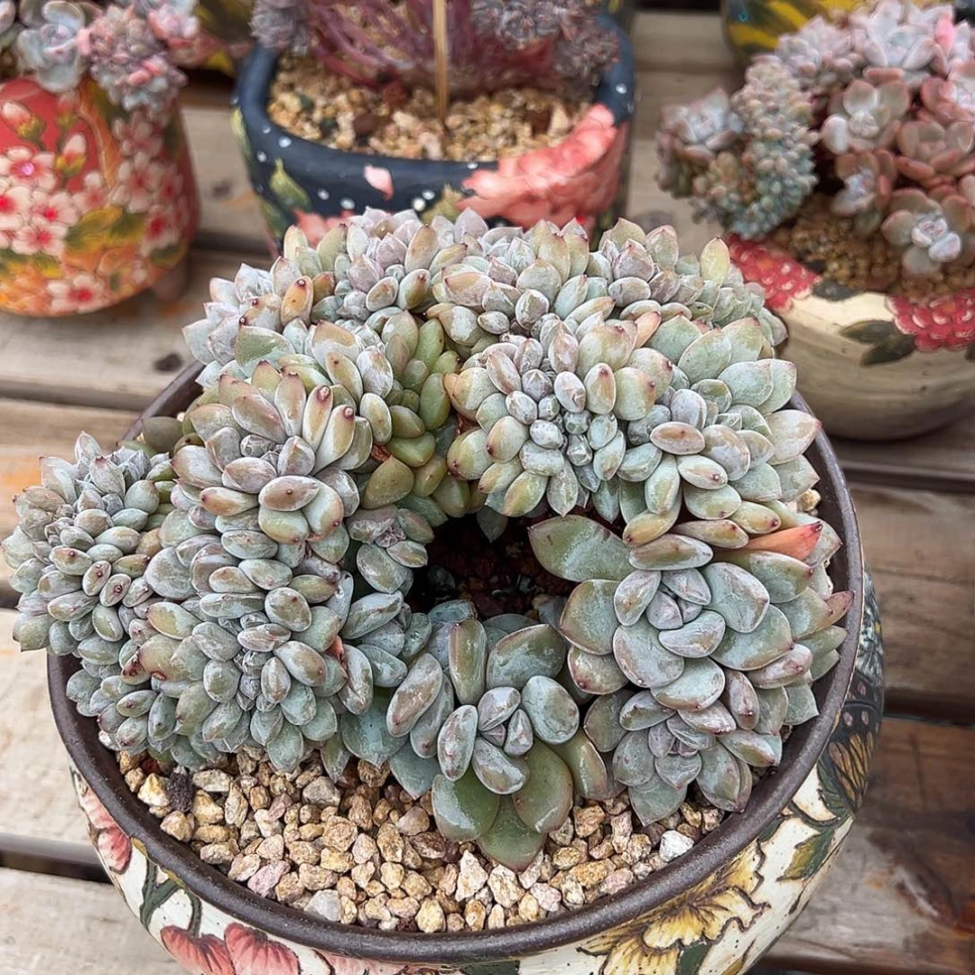 @****@琋爱专拍石榴籽星影缀