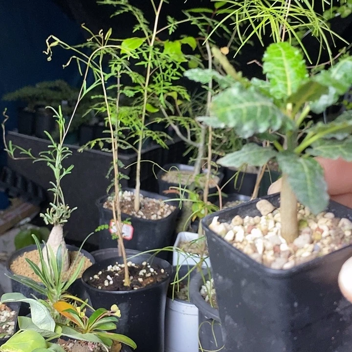 阿***多娜娜师生带盆土发货？