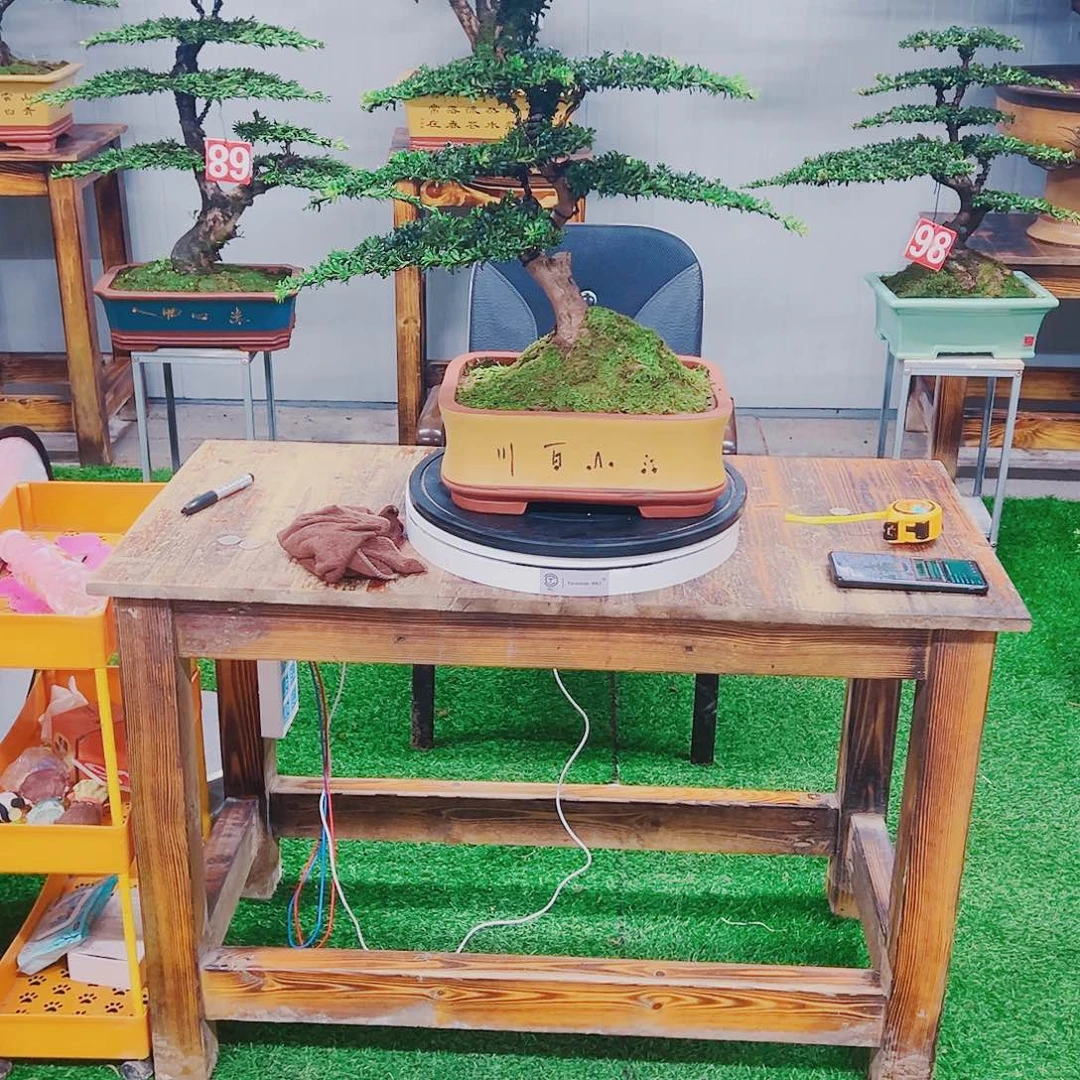 无花朵红芽这珍珠罗汉松