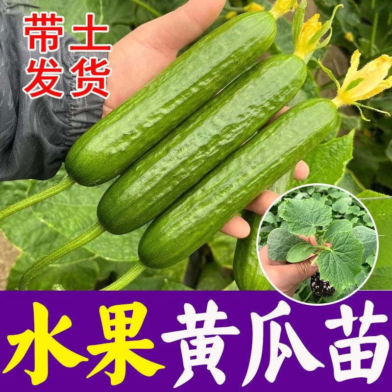 水果黄瓜种苗秧荷兰小四季春季早春春秋蔬菜种子种孑