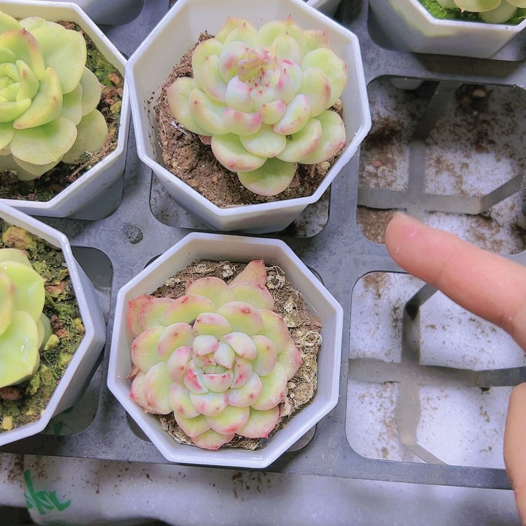 冰天使锦19包邮多肉