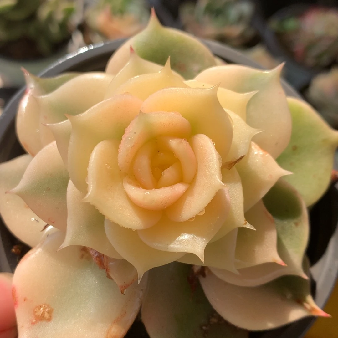 贝加尔湖锦锦锦锦锦