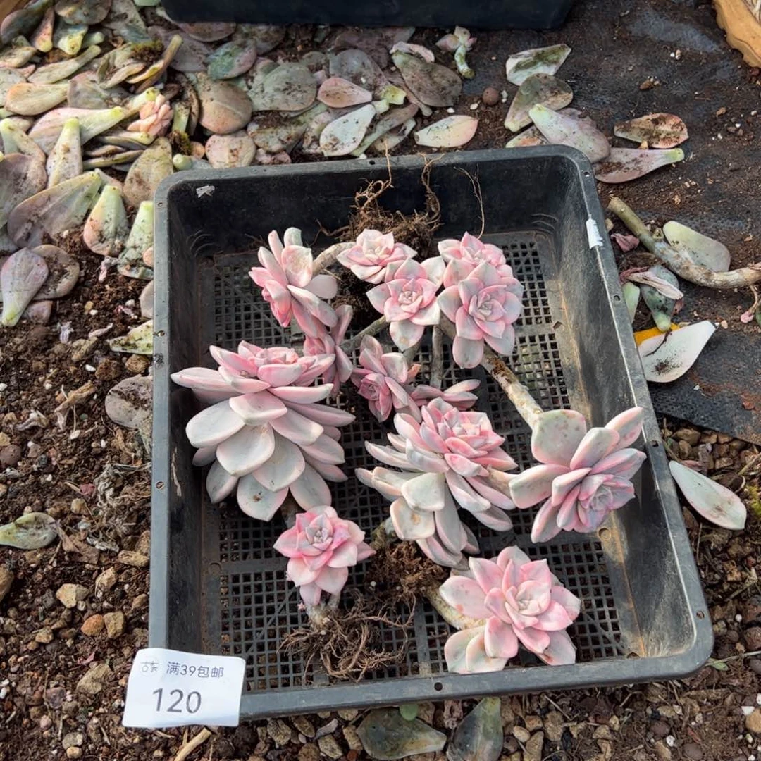 120紫乐锦老桩多肉植物