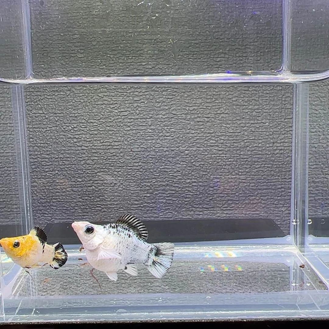 孔雀鱼皮卡丘元宝