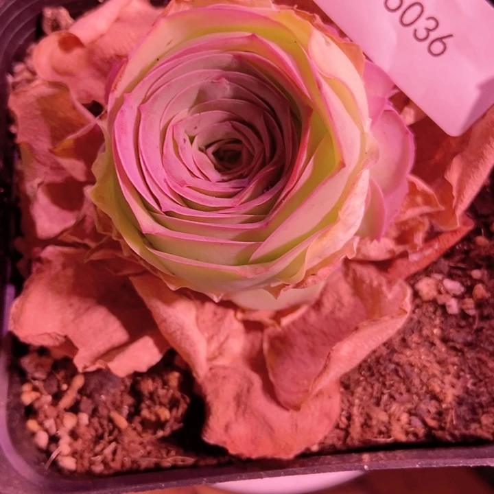 虫**王5036山地玫瑰花群