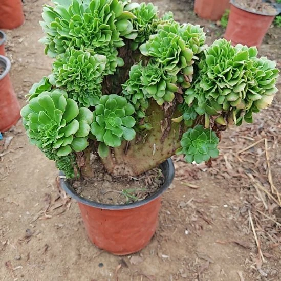 绿羊绒缀加急法师20