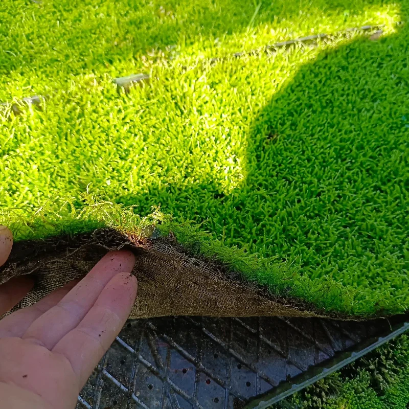 花盆用专用苔藓青苔铺面鲜活苔藓青苔铺面小灰藓搭配庭院盆景盆栽