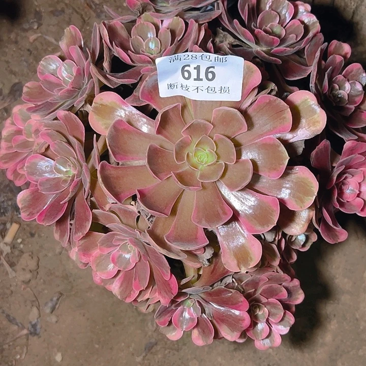 616爱神多肉植物保护