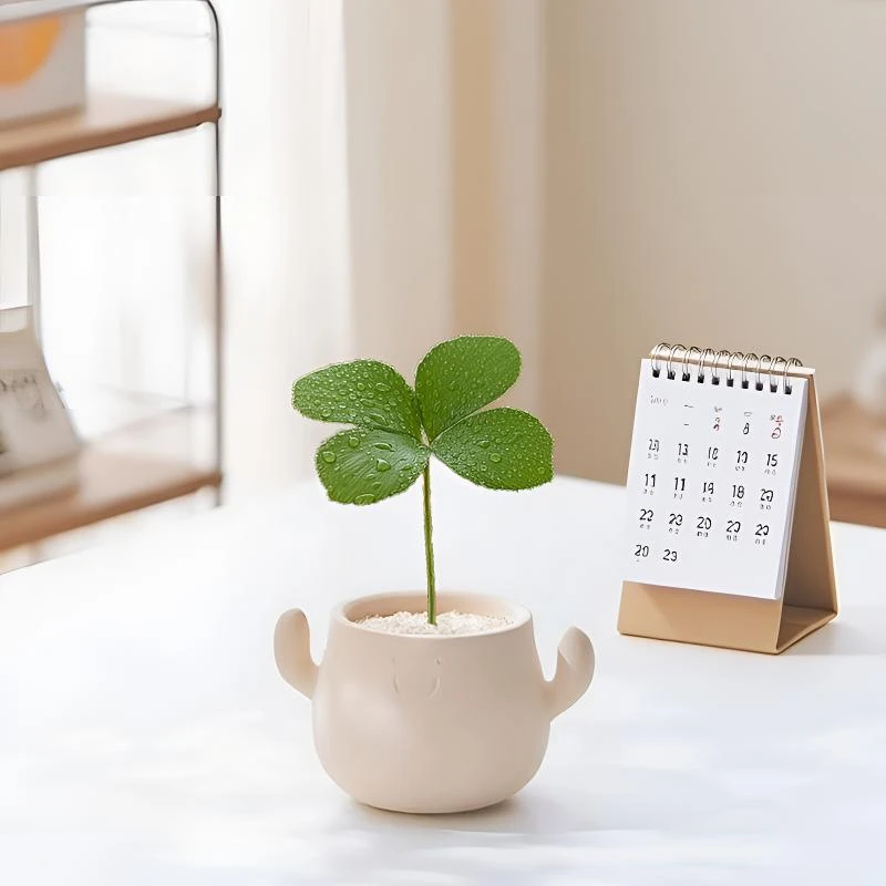 幸运四叶草迷你室内小盆栽墨西哥铁树植物办公室桌面禅意绿植盆景