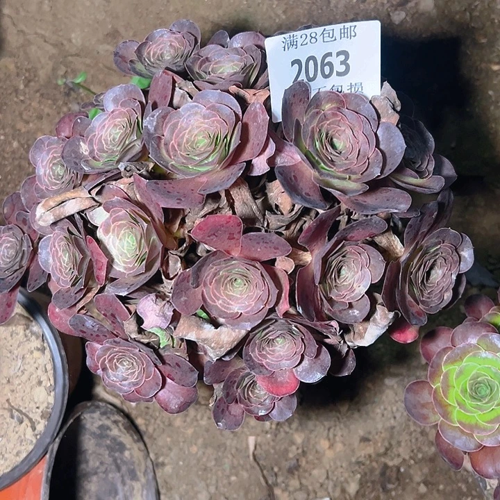 2063魅金玫瑰多肉植物