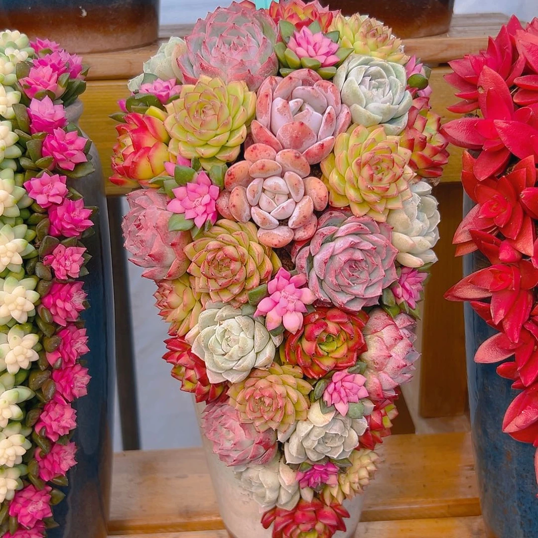 009凤凰月圆花多肉组合花园