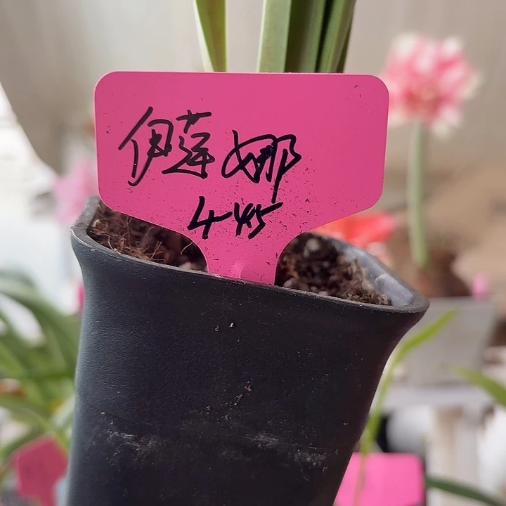 无花朵伊莲娜朱顶红直径4-4.5