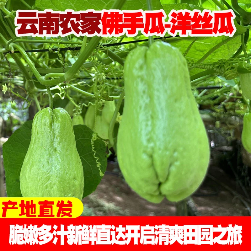 新鲜佛手瓜现摘现发窝瓜捧瓜丰收福寿自种新鲜蔬菜当季现摘洋丝瓜