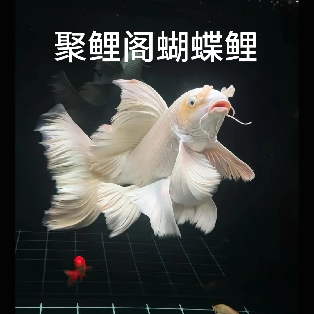 精挑普身台湾蝴蝶鲤观赏鱼大鳍大尾冷水鱼