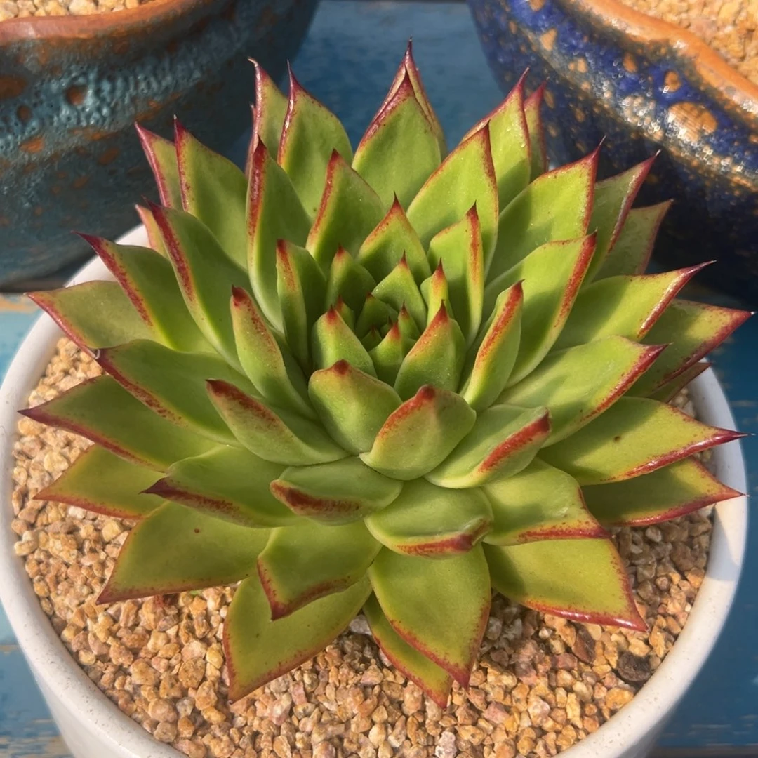 一物一拍，38包邮！70