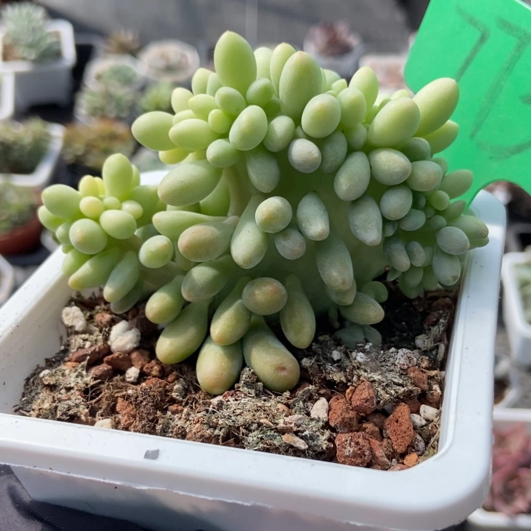 773汤圆缀多肉植物