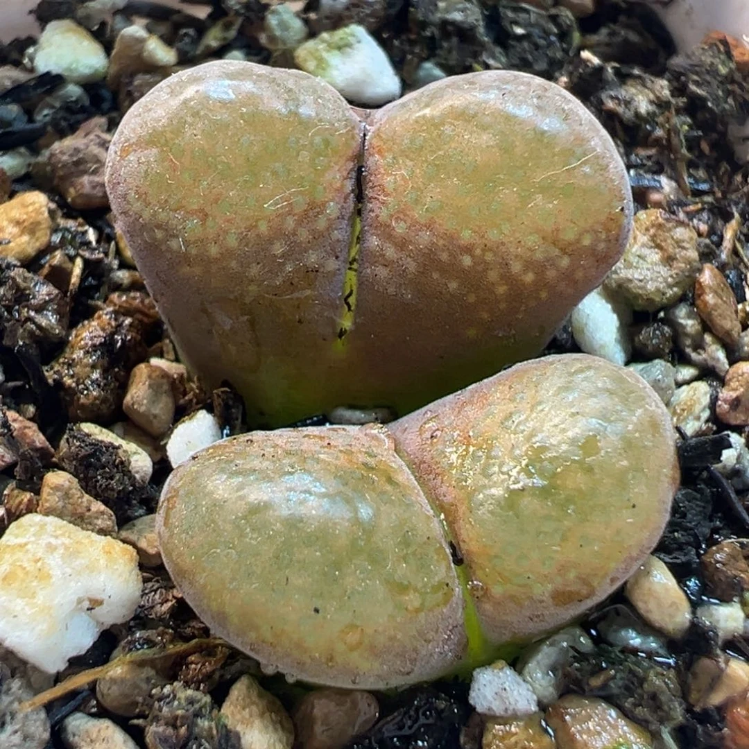 085多肉植物种类多样