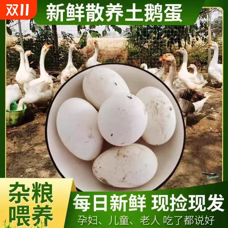 农村散养新鲜小鹅蛋营养丰富现捡现发