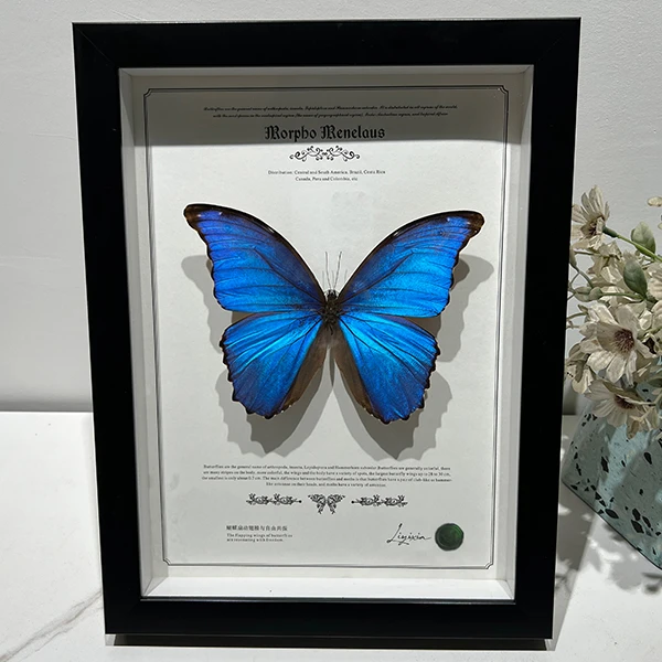 真实蝴蝶标本成本展示相框艺术摆件生日礼物盲盒拆拆乐