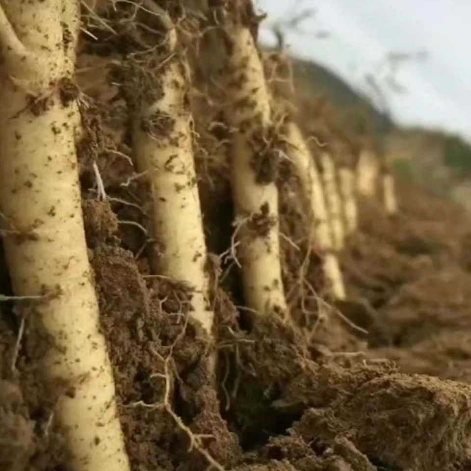 甘肃现挖党参新鲜当季带土煲汤泡水泡酒产地直发