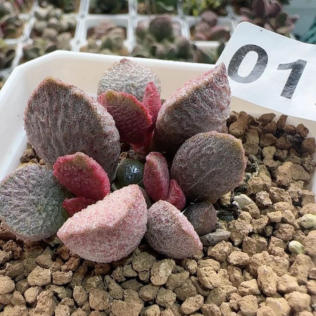 实生水泡 出售整盆（满38包邮）