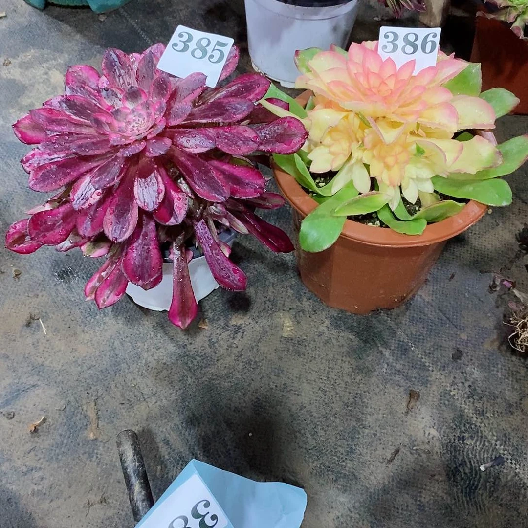 剁**乐红铜白组合385-386多肉法师