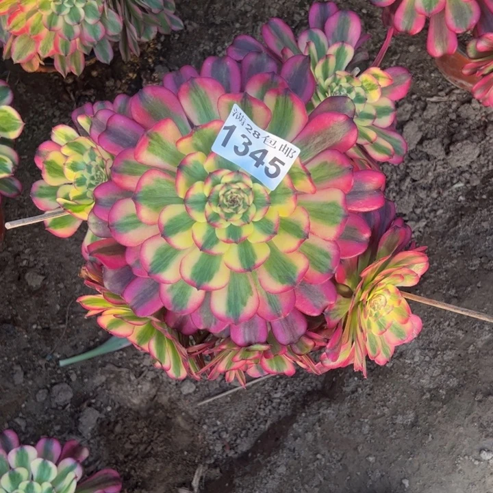 1345舞天姬多肉植物