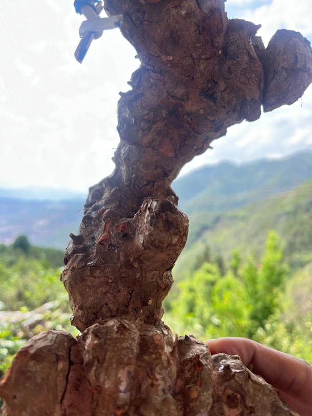 云南哀牢山新寨土茯苓（山野自采）