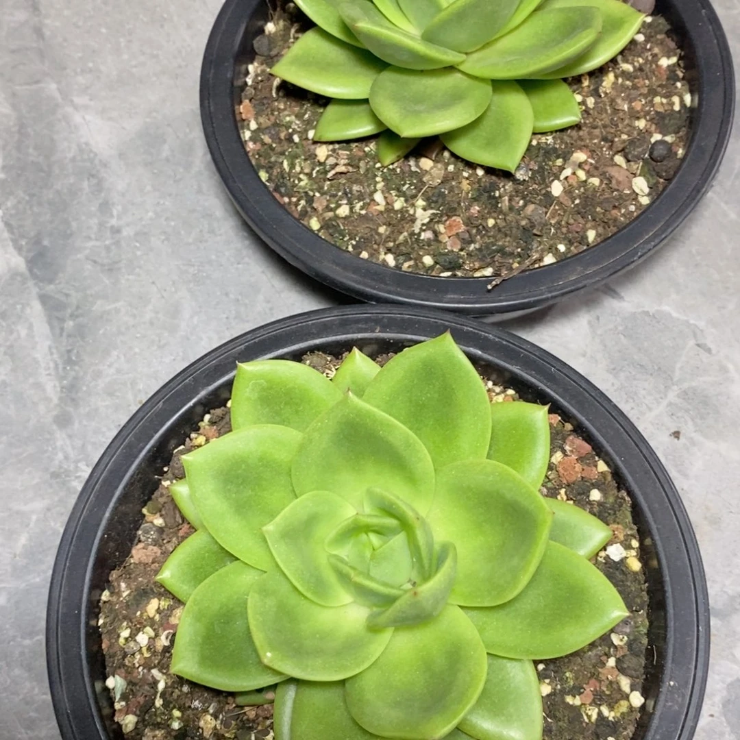 鑫*福利特价翠花小号