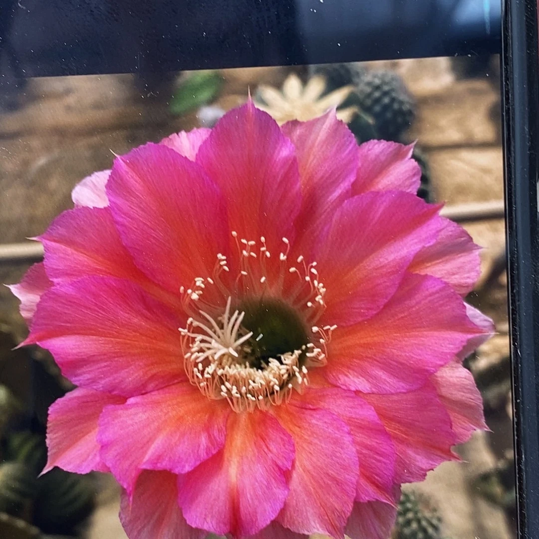 彩 莫奈侧芽歪5公分左右