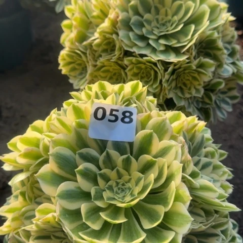 法师迈巴赫18-38