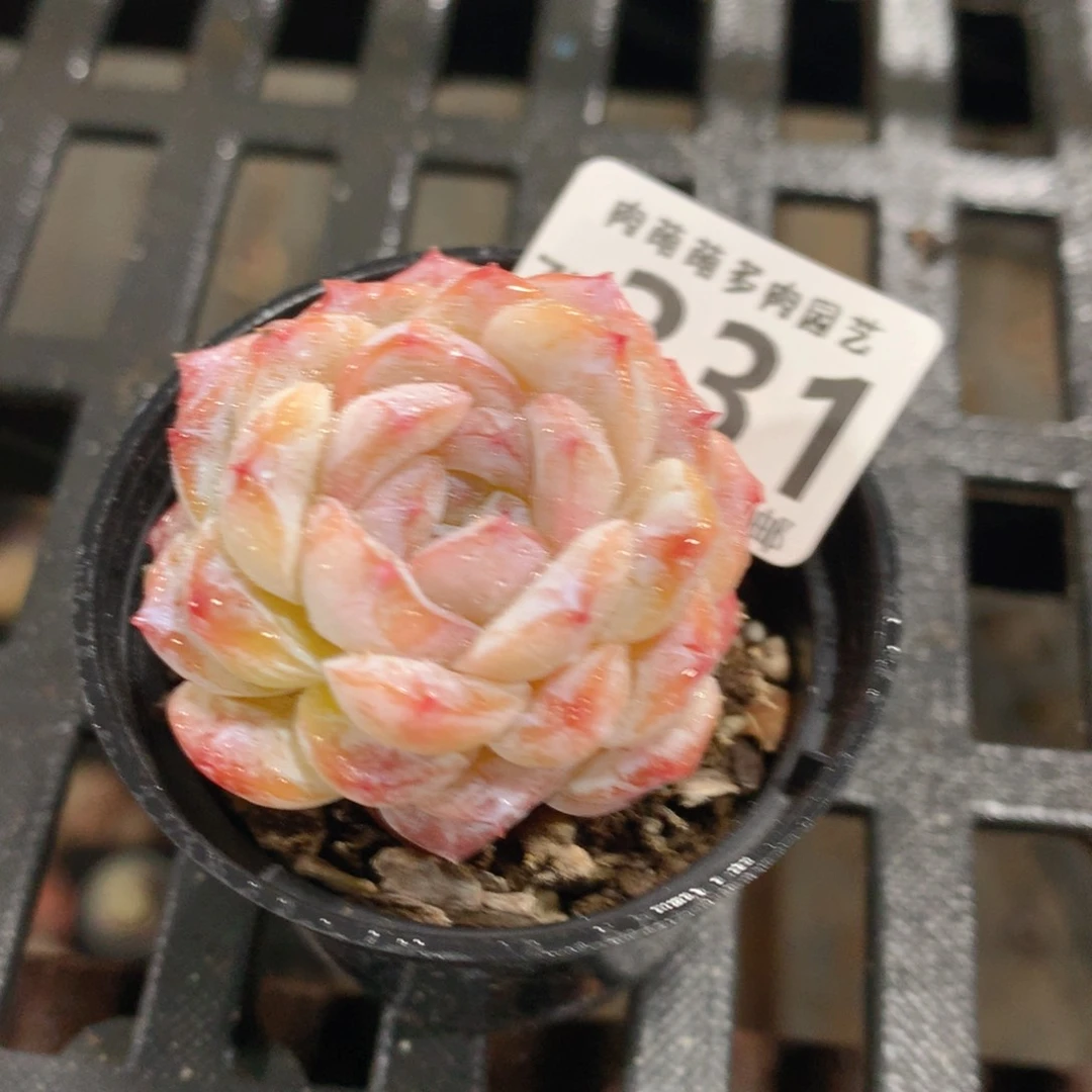 肉萌萌拇指盆精控多肉ZD331