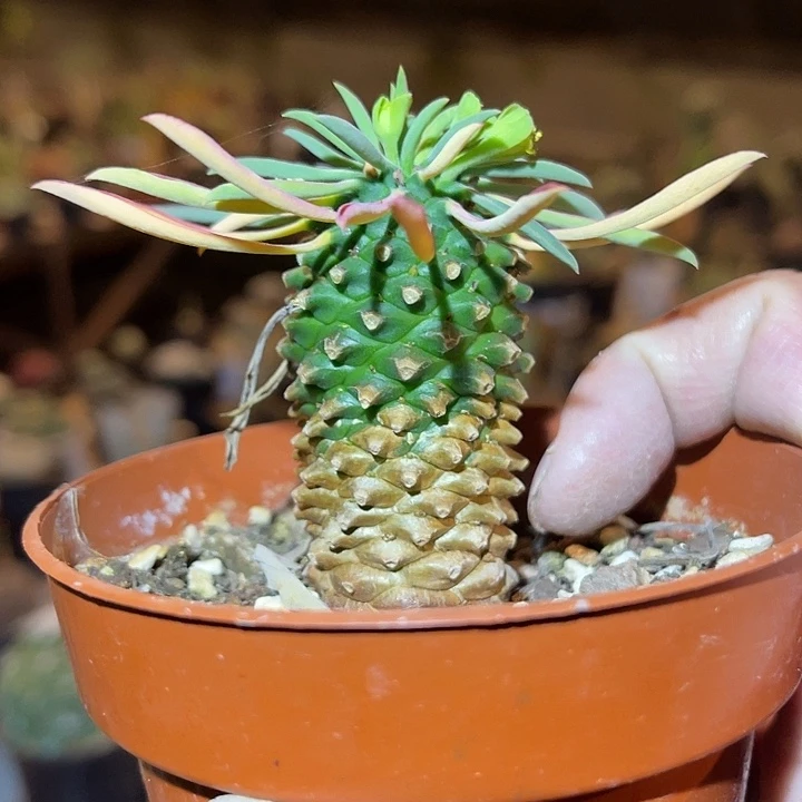 满38包邮2天凑单，脱土晾根发货多肉植物铁甲麒麟