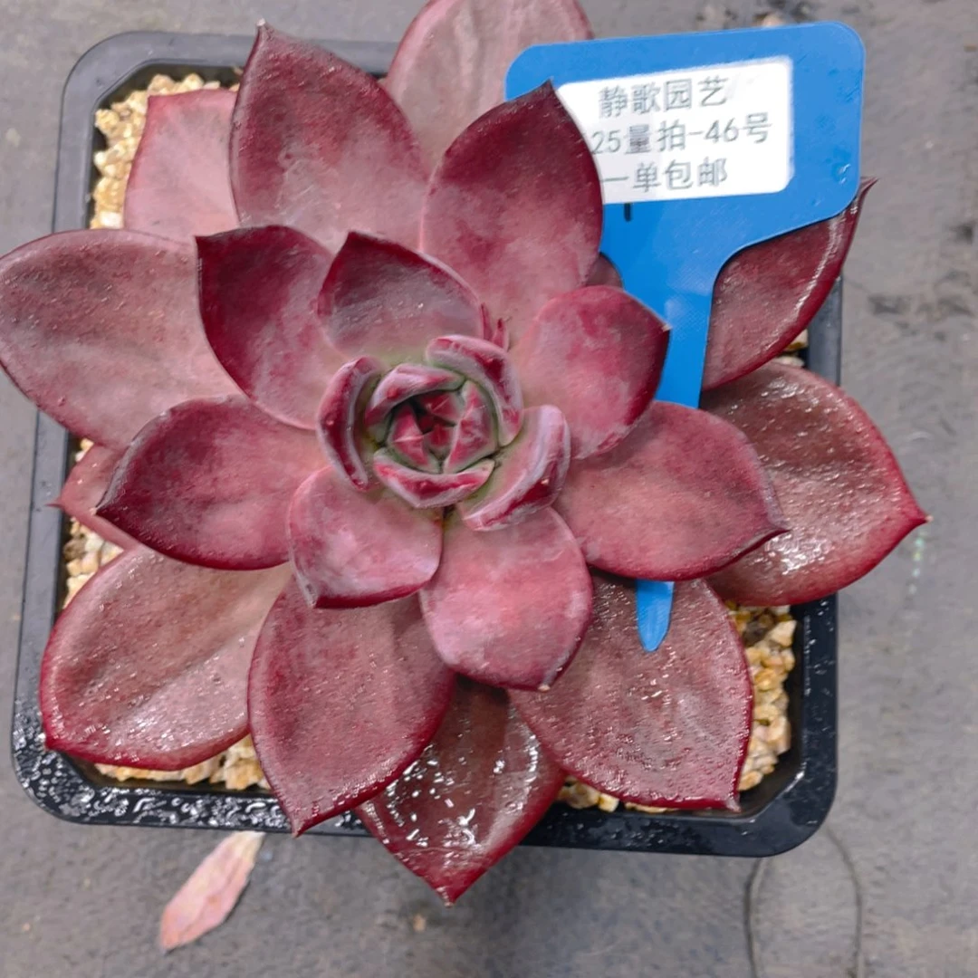 0625-46-精品大单头红糖卡一颗量拍