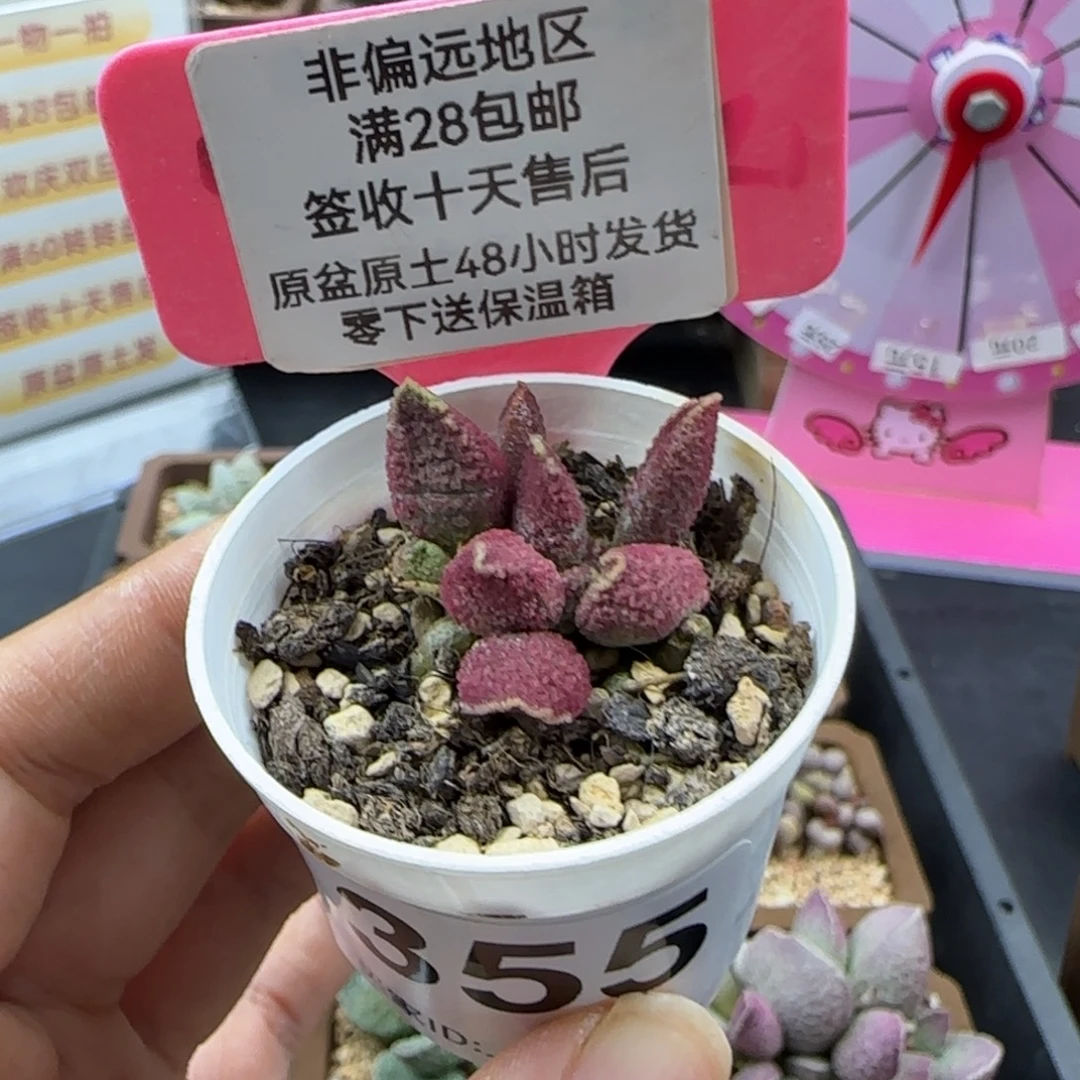 355冰魄多肉植物的