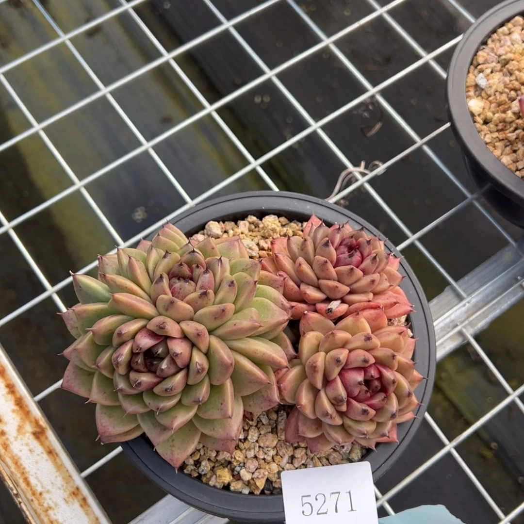 秋*歌5271不包整肉肉肉肉肉肉