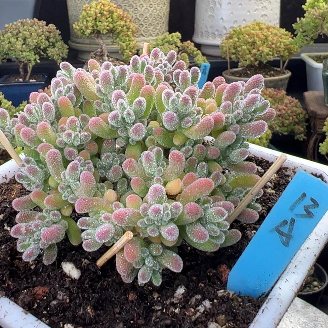 草莓粉冰晶13号12厘米盆