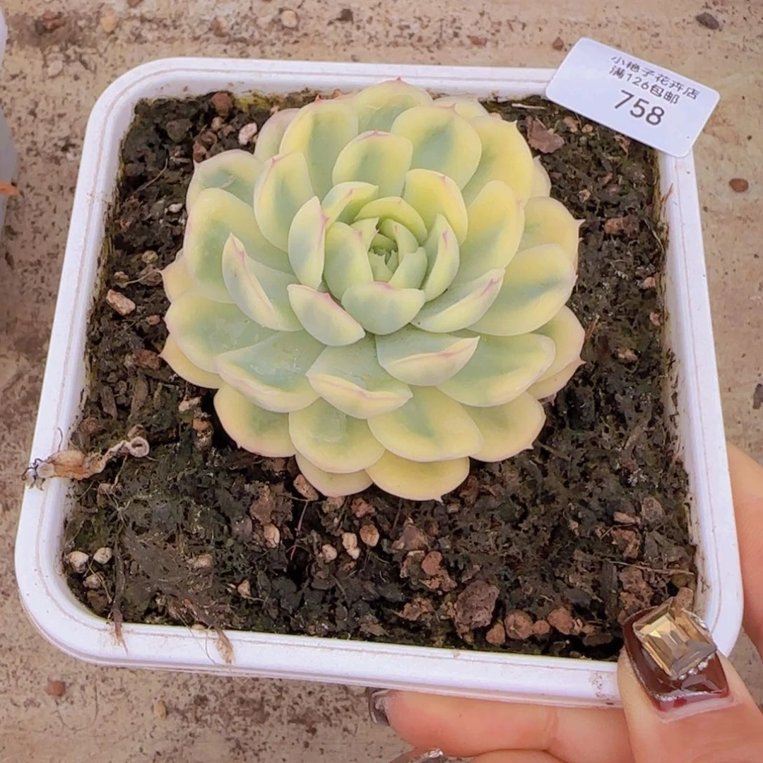 758草莓冰锦多肉植物