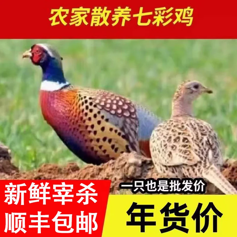 农家七彩山鸡新鲜山鸡肉老母鸡土鸡1只野山鸡【2.2-2.5斤】散养活鸡